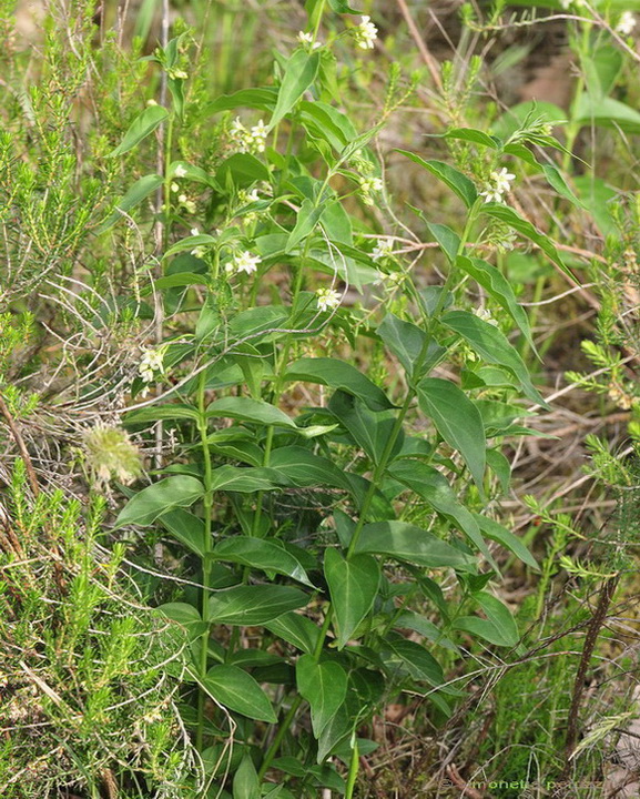 Vincetoxicum hirundinaria Medik./ Vincetossico comune